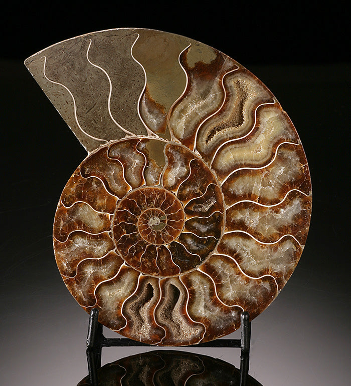 5-1/2" Ammonite Slice (with stand)