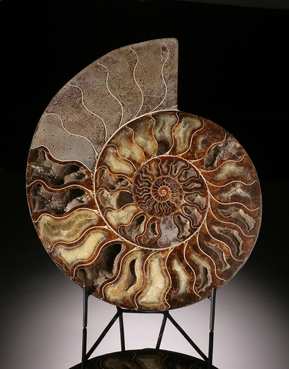 12" Ammonite Slice (with stand)