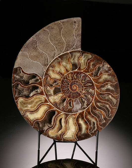 12" Ammonite Slice (with stand)
