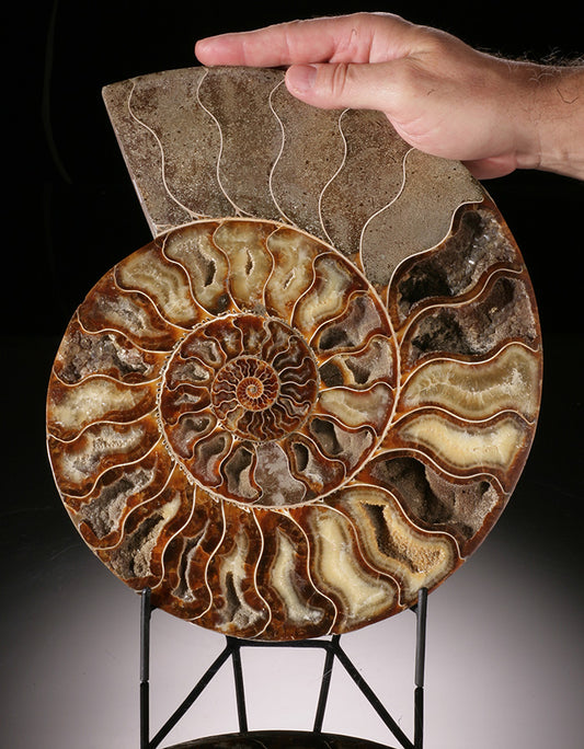 Large Ammonite Slice (with stand)