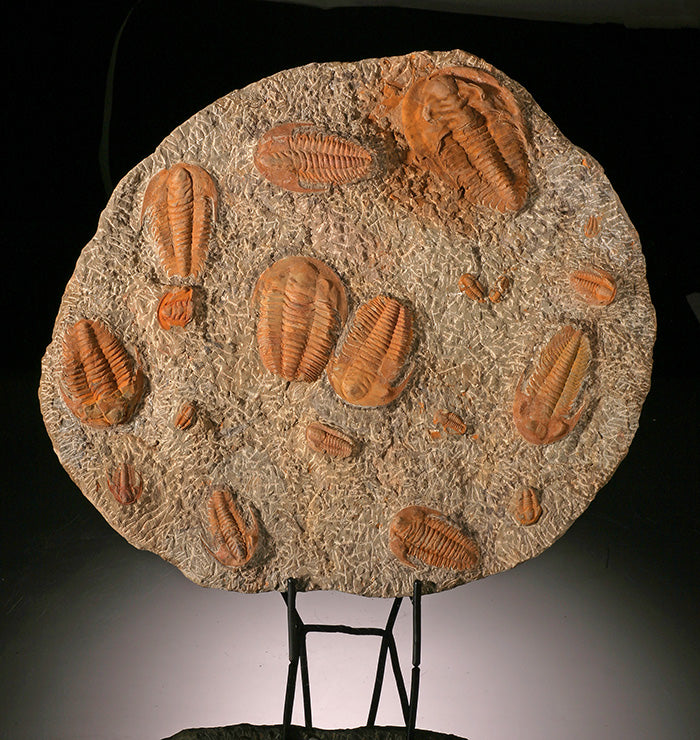 14" Cambropallas Trilobite Mortality Plate (with stand)