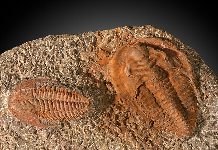 14" Cambropallas Trilobite Mortality Plate (with stand)