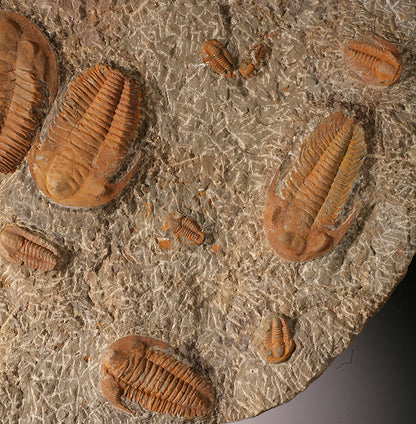 14" Cambropallas Trilobite Mortality Plate (with stand)