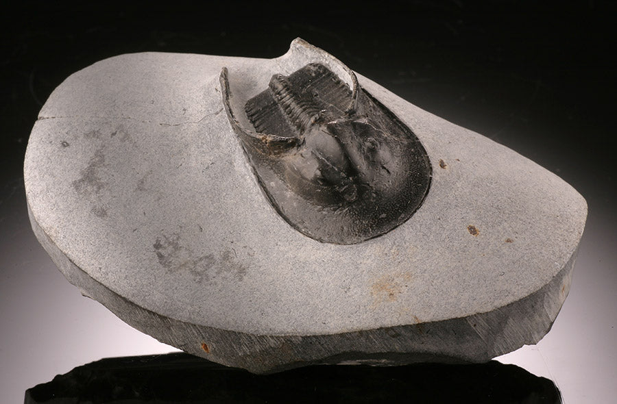 Trilobite Cheirurus gibbus (with stand)