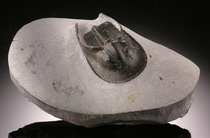 Trilobite Cheirurus gibbus (with stand)