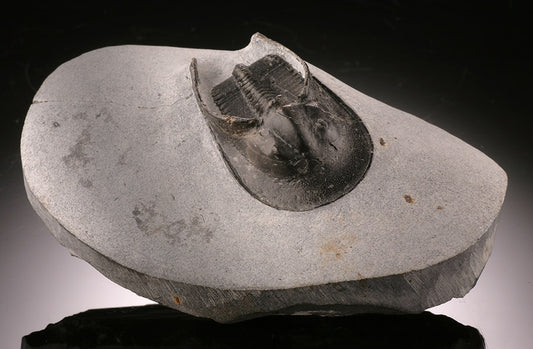 Trilobite Cheirurus gibbus (with stand)