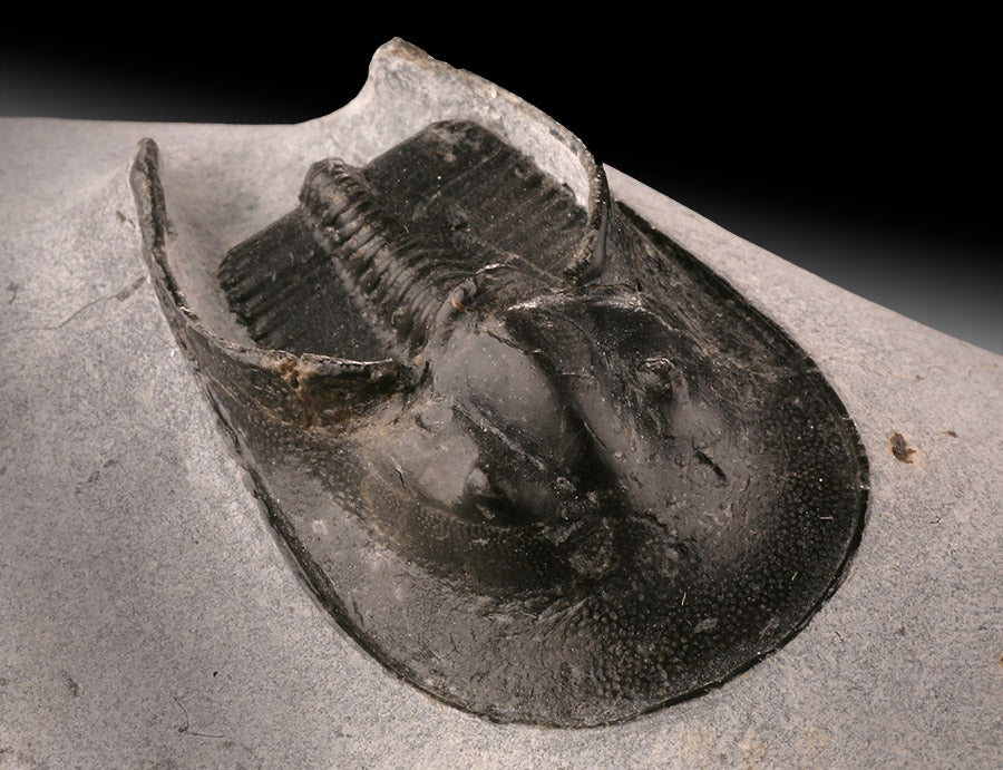 Trilobite Cheirurus gibbus (with stand)