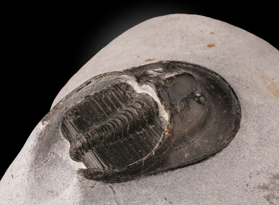 Trilobite Cheirurus gibbus (with stand)