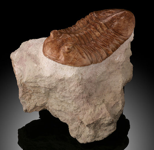 Asaphus latus Trilobite
