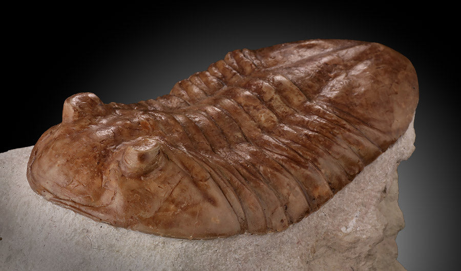 Asaphus latus Trilobite