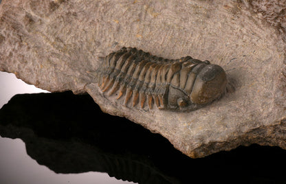 Crotalocephalus Trilobite in Matrix