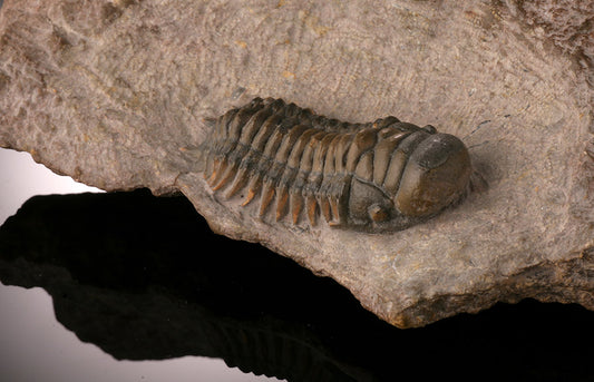 Crotalocephalus Trilobite in Matrix