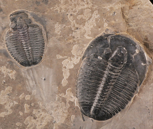 Elrathia kingii Trilobites in Matrix