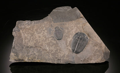 Elrathia kingii Trilobites in Matrix