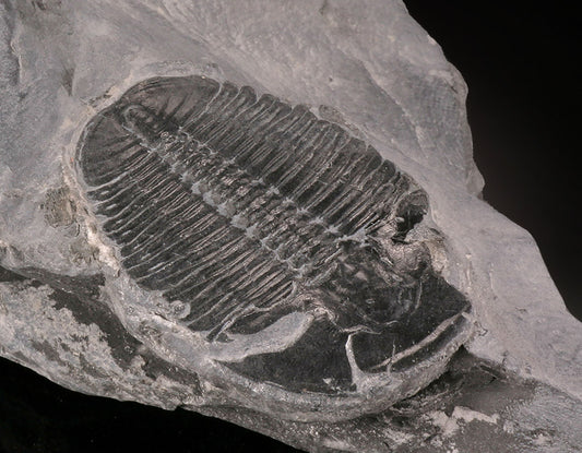 Elrathia kingii Trilobite