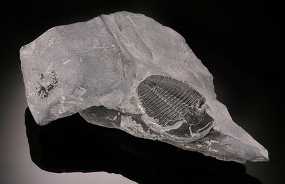 Elrathia kingii Trilobite
