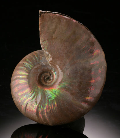 Iridescent Ammonite