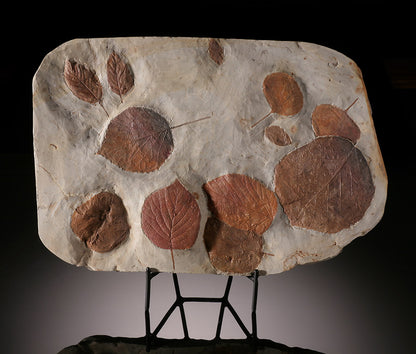14-1/4" Multi-Leaf Fossil Plate (with stand)
