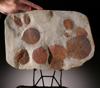 14-1/4" Multi-Leaf Fossil Plate (with stand)