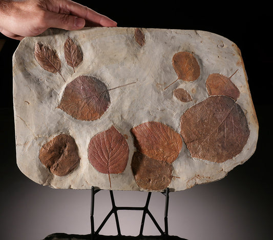 14-1/4" Multi-Leaf Fossil Plate (with stand)