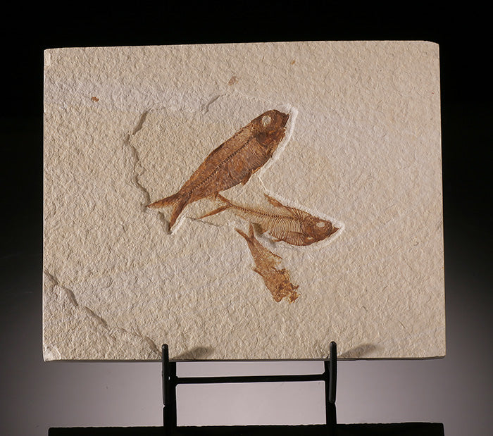 Diplomystus & Knightia Fish Plate (with stand) – Daves Rock Shop