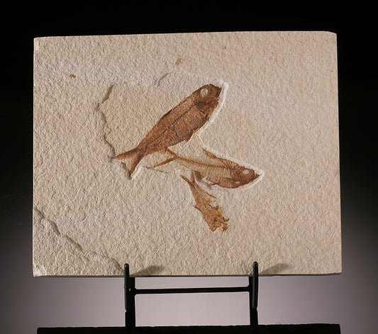Diplomystus & Knightia Fish Plate (with stand)