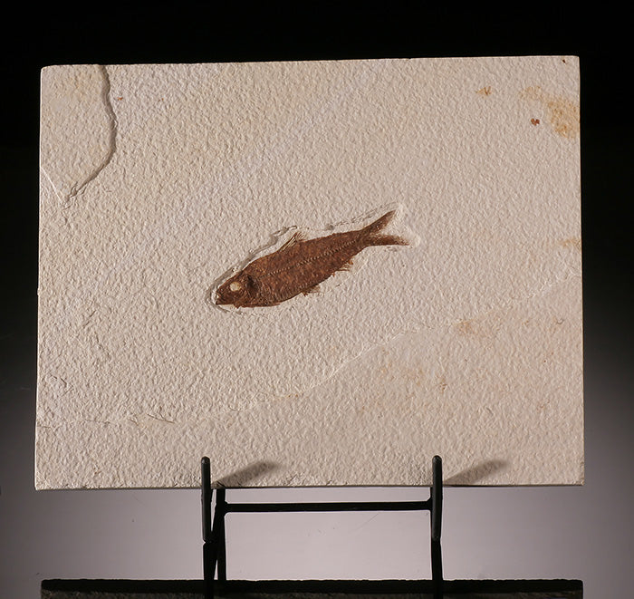 Knightia Fossil Fish (in stand)