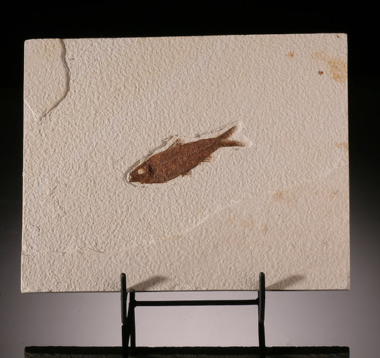 Knightia Fossil Fish (in stand)