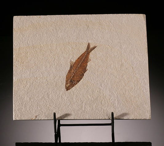 Knightia Fossil Fish (in stand)