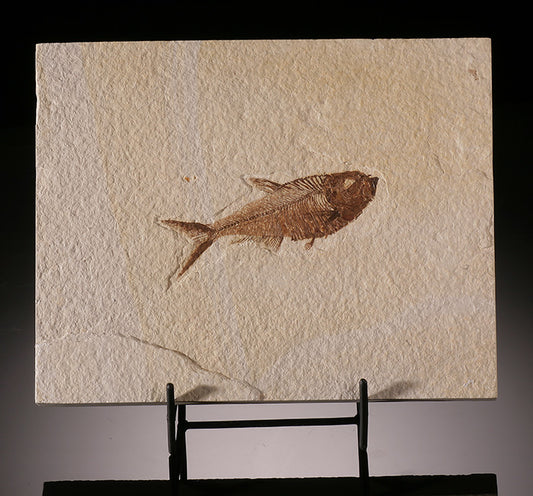 Diplomystus Fish Fossil (with stand)