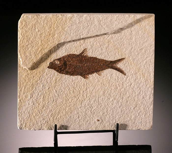 Knightia Fossil Fish (in stand)