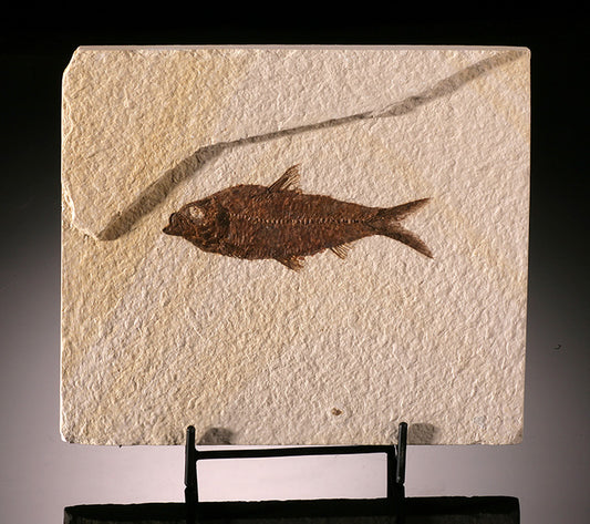 Knightia Fossil Fish (in stand)