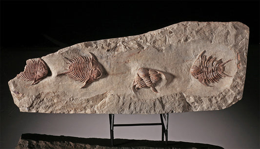 Trilobite Mortality Plate - Foulonia sp.