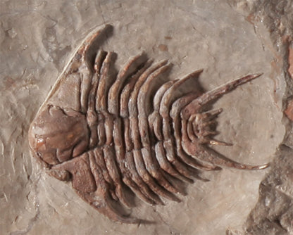 Trilobite Mortality Plate - Foulonia sp.