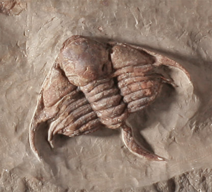 Trilobite Mortality Plate - Foulonia sp.