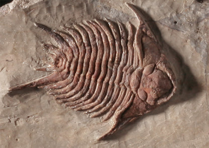 Trilobite Mortality Plate - Foulonia sp.