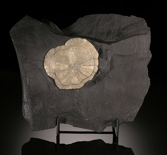 Pyrite Sun in Matrix (with stand)