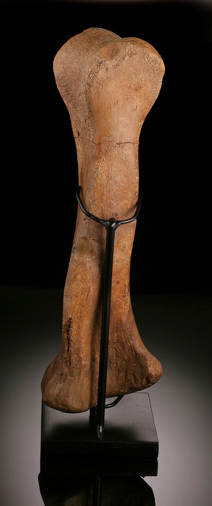 Hypacrosaurus (Hadrosaur) Metatarsal w/ Custom Stand