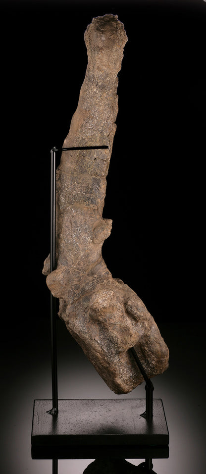 Camarasaurus Vertebrae