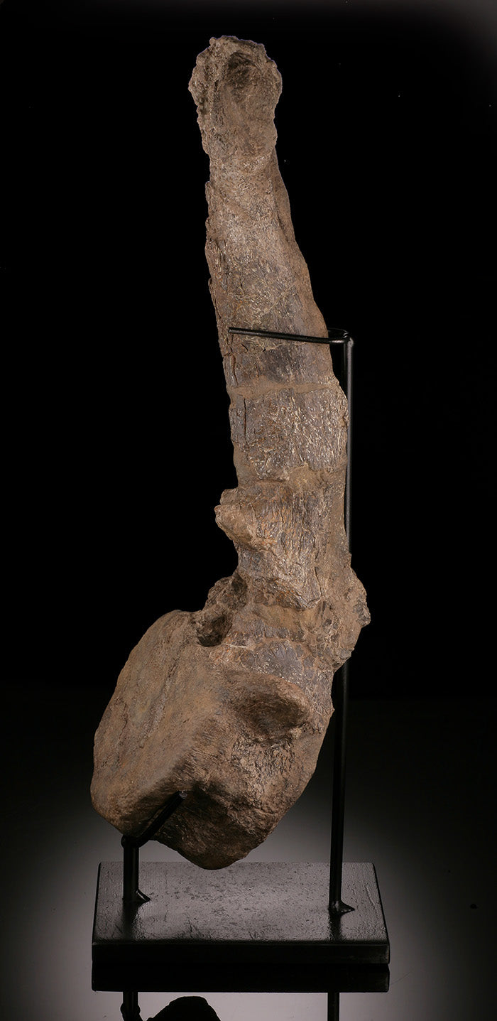 Camarasaurus Vertebrae