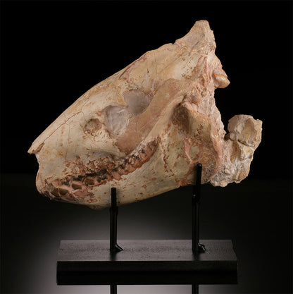 Oreodont Skull w/ Custom Stand