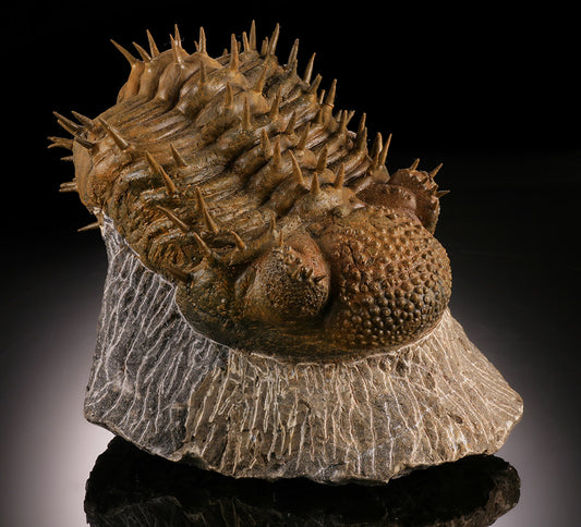 Drotops Trilobite