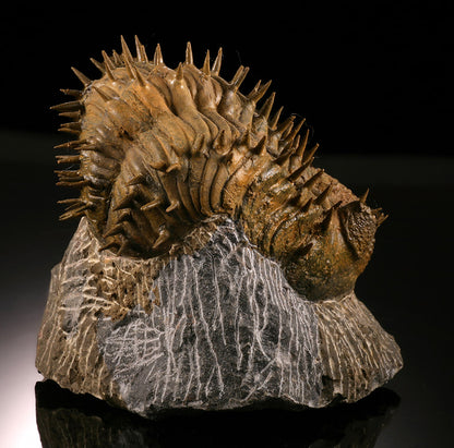 Drotops Trilobite