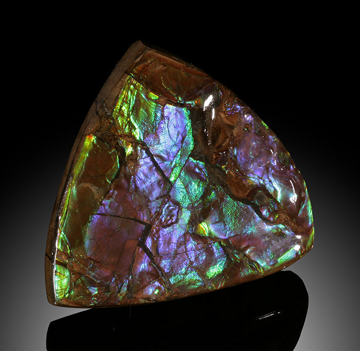 Ammolite Fossil