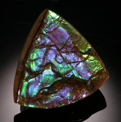 Ammolite Fossil