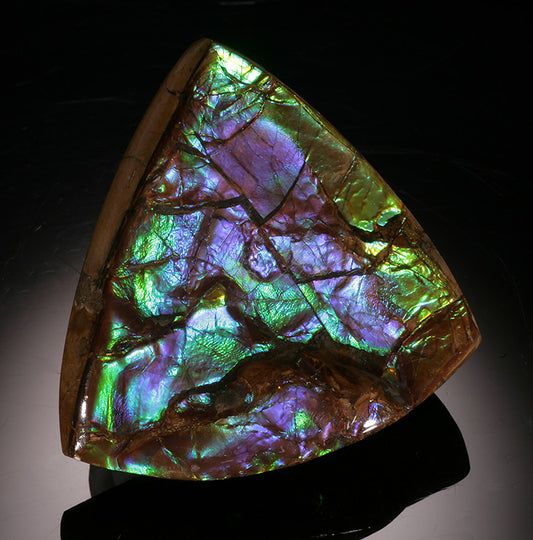 Ammolite Fossil