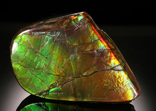 3" Ammolite Fossil, Canada