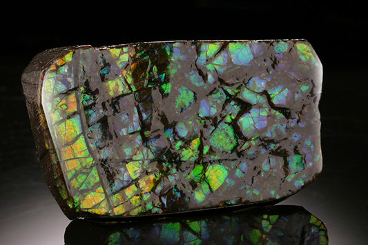 1-1/2" Ammolite Fossil