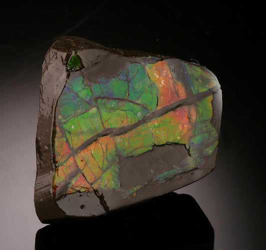 Ammolite Fossil, Canada