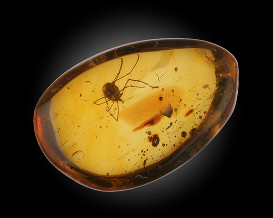 Amber with Tick